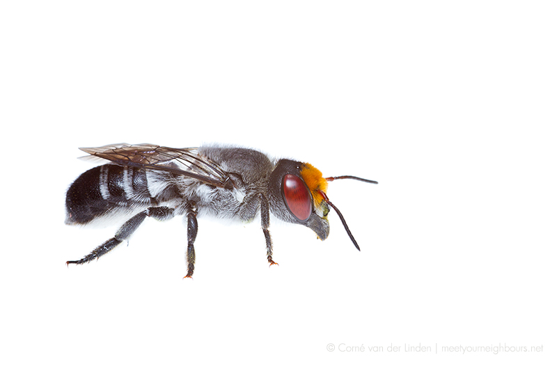 <!--Megachile (Hackeriapis) aurifrons, Leafcutter bee-->